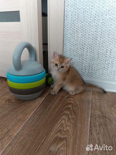 Британская кошечка