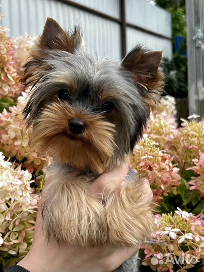 Йоркширский терьер