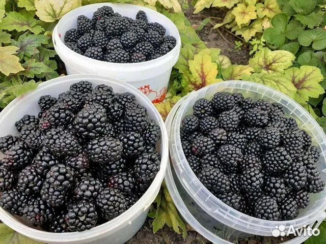 Ежевика бесшипная крупная сладкая Каддо зкс