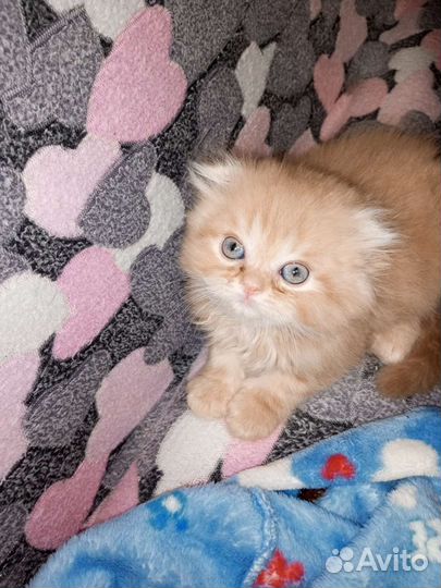 Британские вислоухие котята