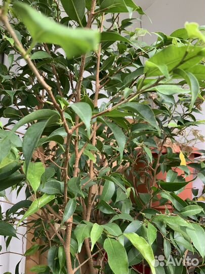 Фикус бенджамина большой