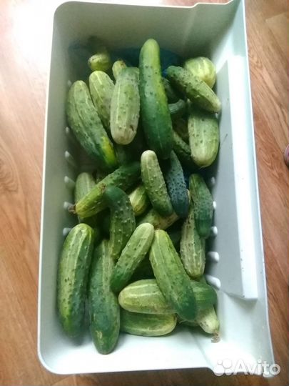 Огурцы свежие домашние