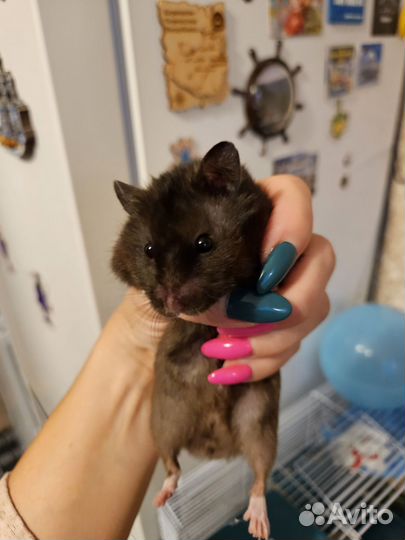 Сирийский хомяк с клеткой