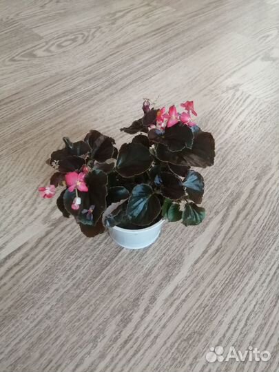 Бегония вечноцветущая