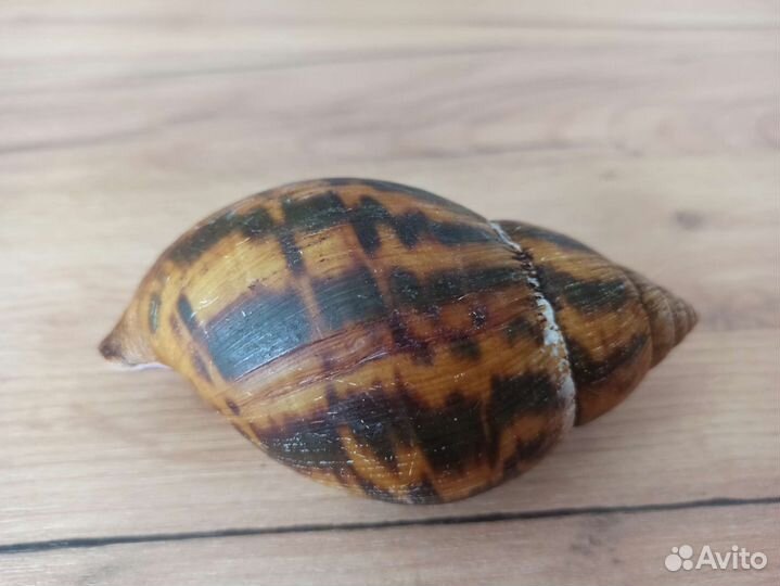 Морская раковина