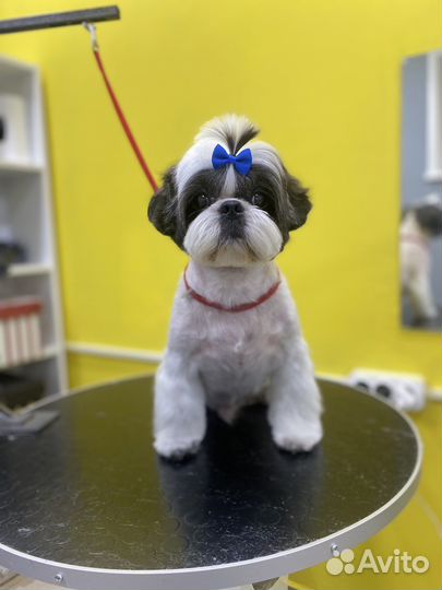 Стрижка собак и кошек