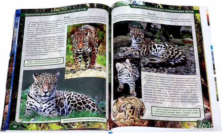 Книга о животном мире