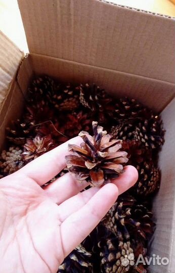 Шишки сосновые