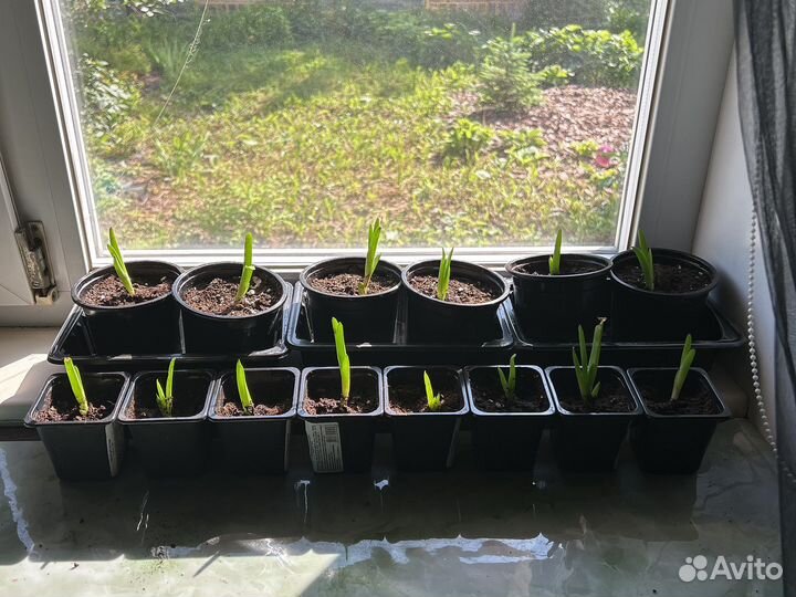 Алоэ столетник