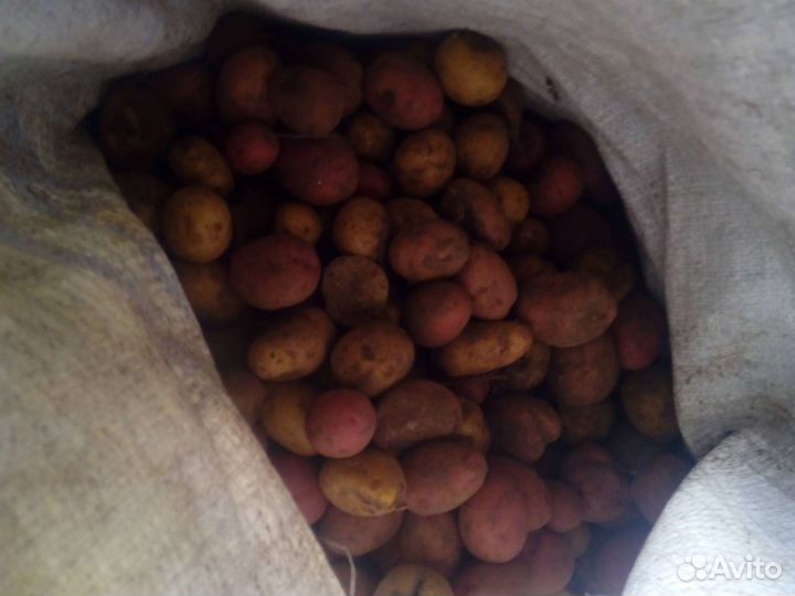 Картофель мелкий на корм