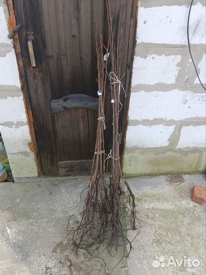 Саженцы разные, растения, черенки