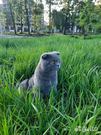 Шотландский вислоухий кот на вязку