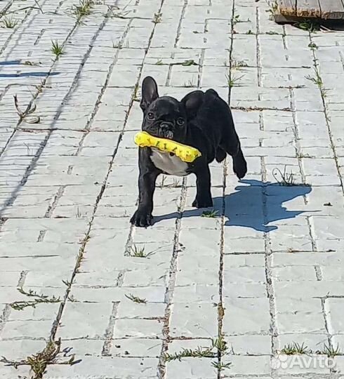 Французский бульдог щенки девочки