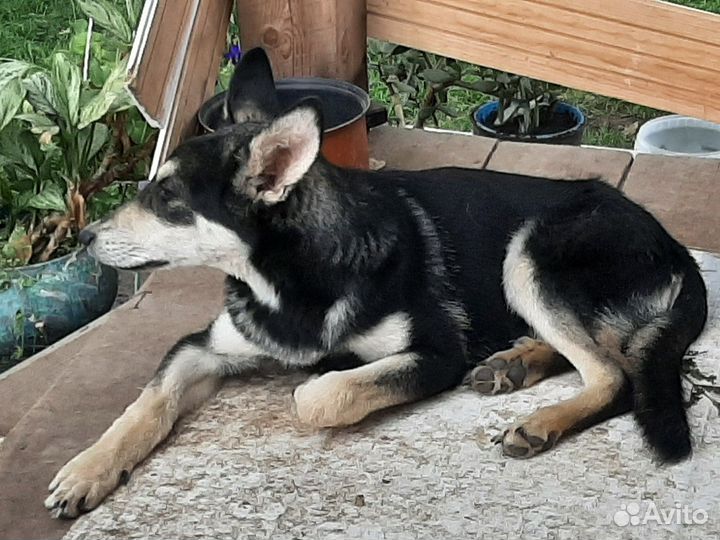 Собака в добрые руки