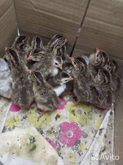 Цыплята цесарки