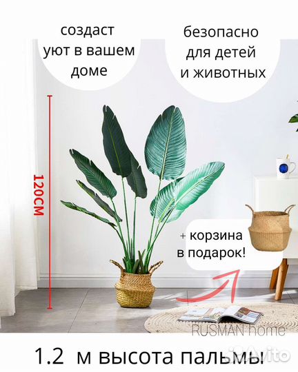 Пальма банановая монстера юкка драцена фикус