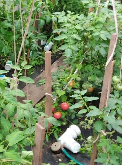 Участок 4 сот. (СНТ, ДНП)