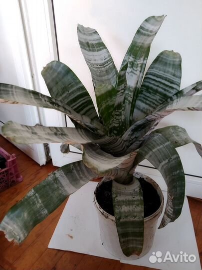 Сансевиерия (тещин язык)