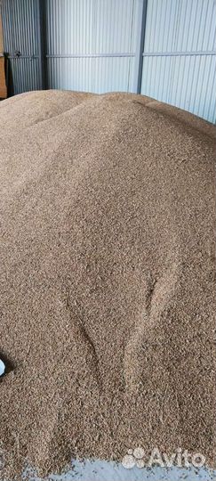 Зерно пшеница