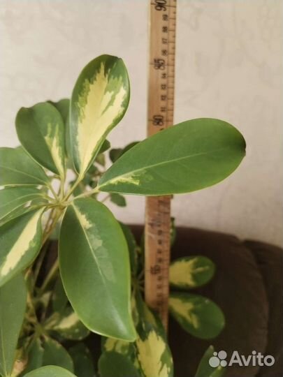 Шефлера вариегатная