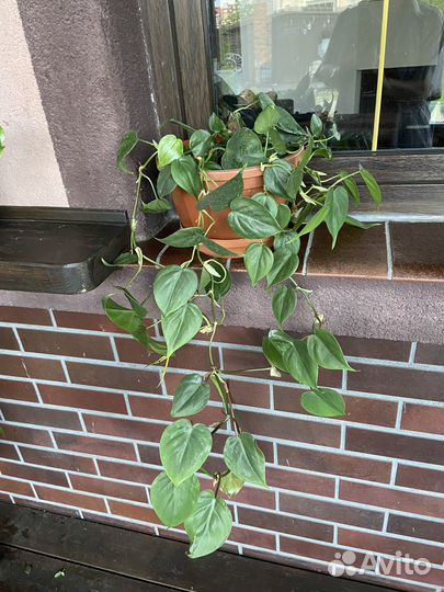 Домашние цветы в интерьере