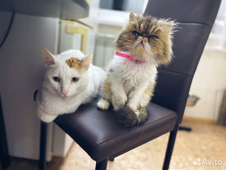 Кот в добрые руки