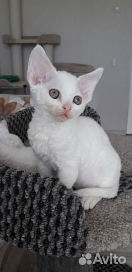 Котята Девон рекс девочки