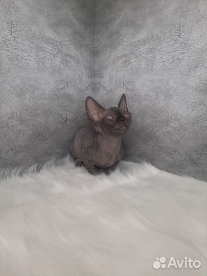 Канадский сфинкс