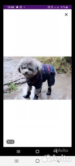 Обувь для собак