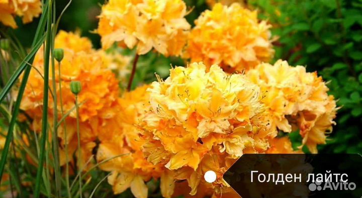 Рододендрон саженцы