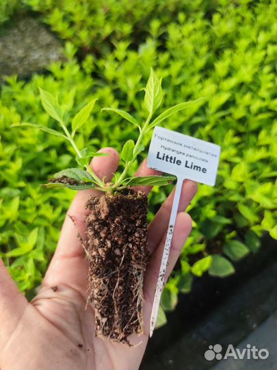 Гортензия метельчатая укоренённые черенки и Р9