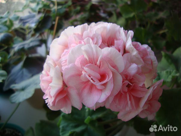 Пеларгония