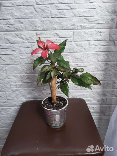 Гибискус пестролистный