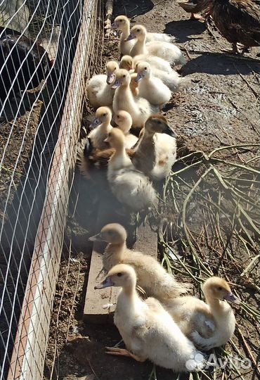 Мускусные утки индоутки индоутята