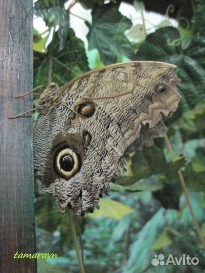 Детская Миниферма Тропических бабочек д/ф-3
