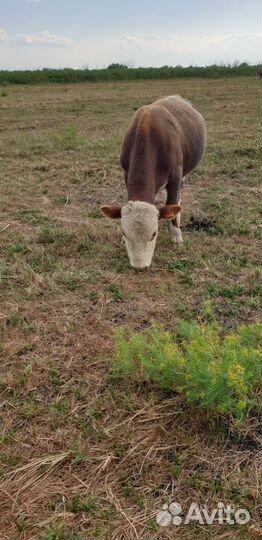 Бык на племя