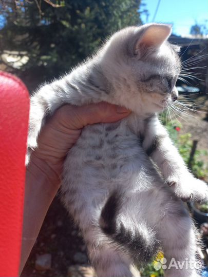 Шотландские котята
