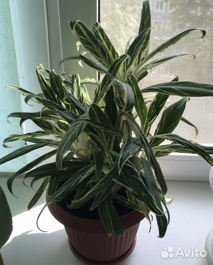 Агланеома бай какао