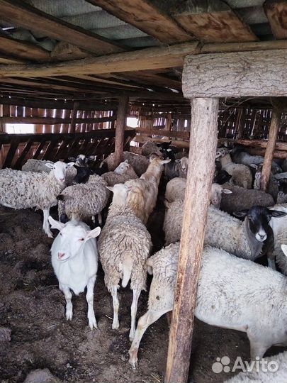 Овцы катумской породы