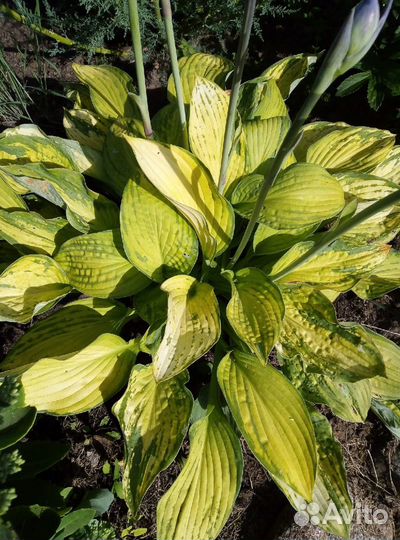 Хосты и гейхеры