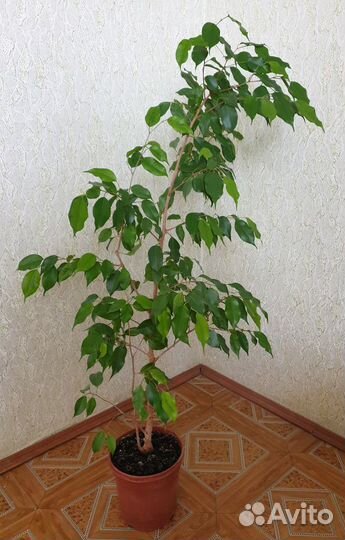 Замиокулькас, фикус Бенджамина