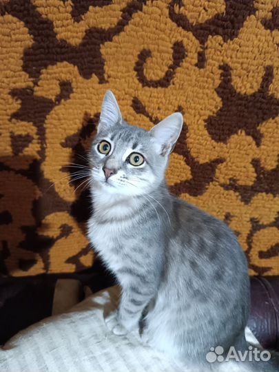 Котёнок девочка