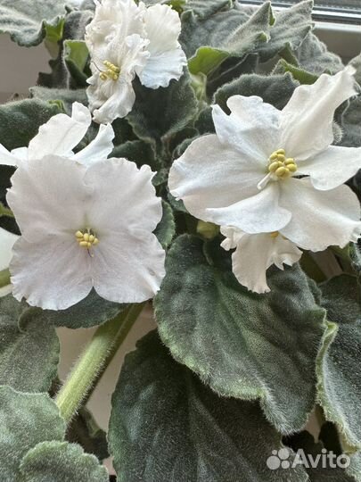 Фиалки в горшках