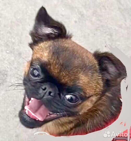 Собака в аренду