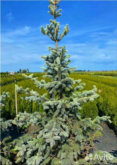 Ель Голубая/Доставка