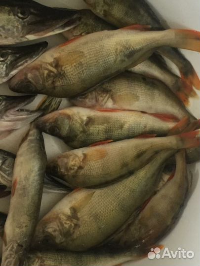 Рыбалка и отдых