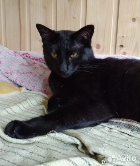 Шикарная черная кошечка ищет передержку или дом