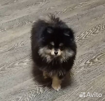 Померанский шпиц