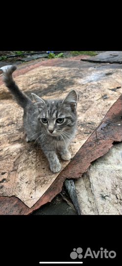 Котенок дымчатый девочка