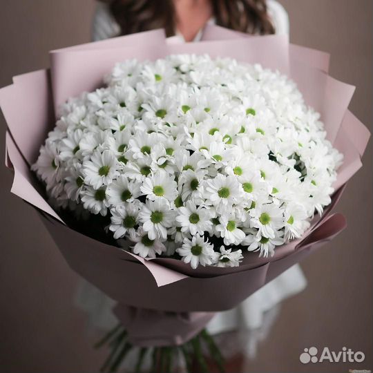 Хризантемы оптом от 15шт. 25,51,101 хризантема опт